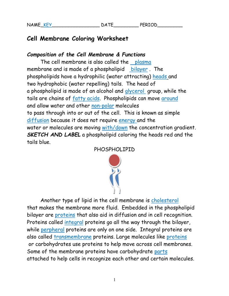 Cell Membrane Coloring Worksheet Answers  1421054