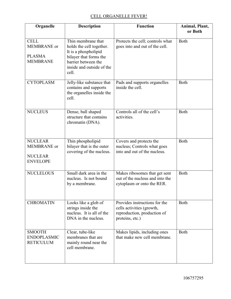 Cell Organelle Crossworduzzle Worksheet Answers Answer Keydf Free