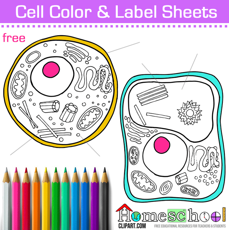 Cell Structure Colouring Pages (page 2), Cell Coloring Sheet
