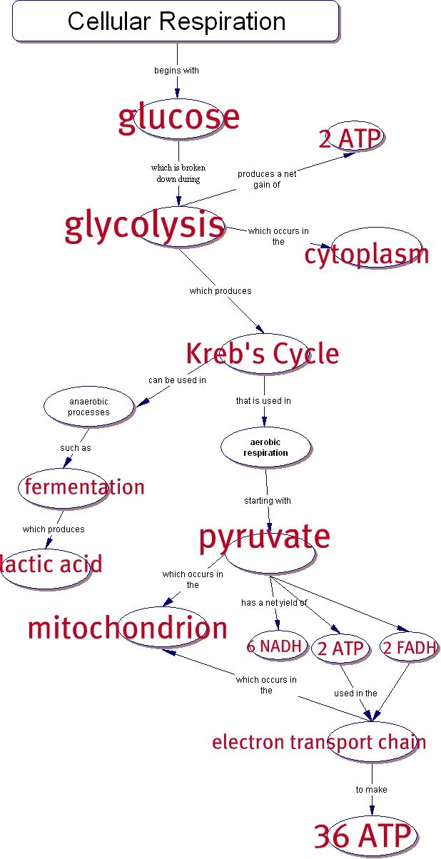 Cellular Respiration Worksheet Key 970158 | Free Worksheets Samples