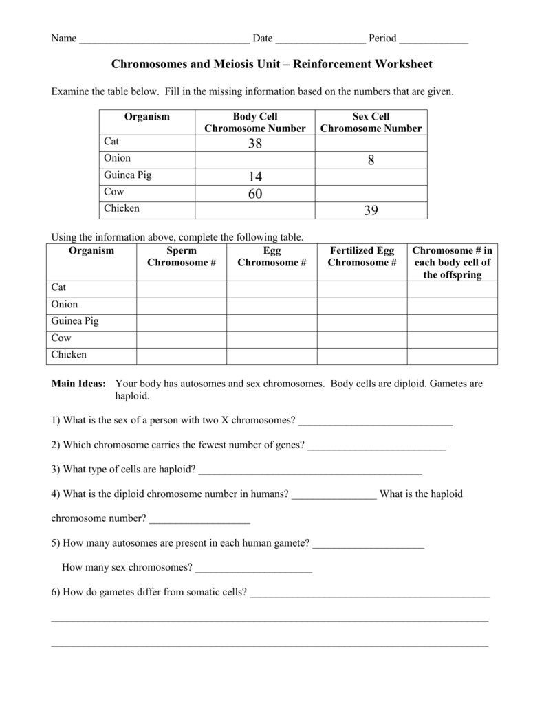 Chromosome Worksheet Answer Key