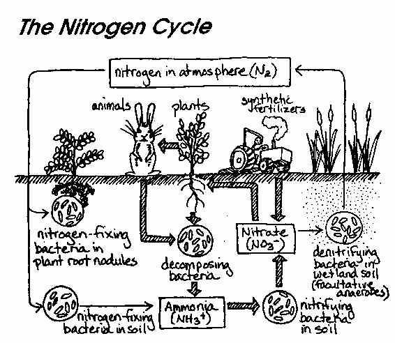 Diagram Of The Carbon Cycle Worksheet Fresh 40 Impressive Carbon