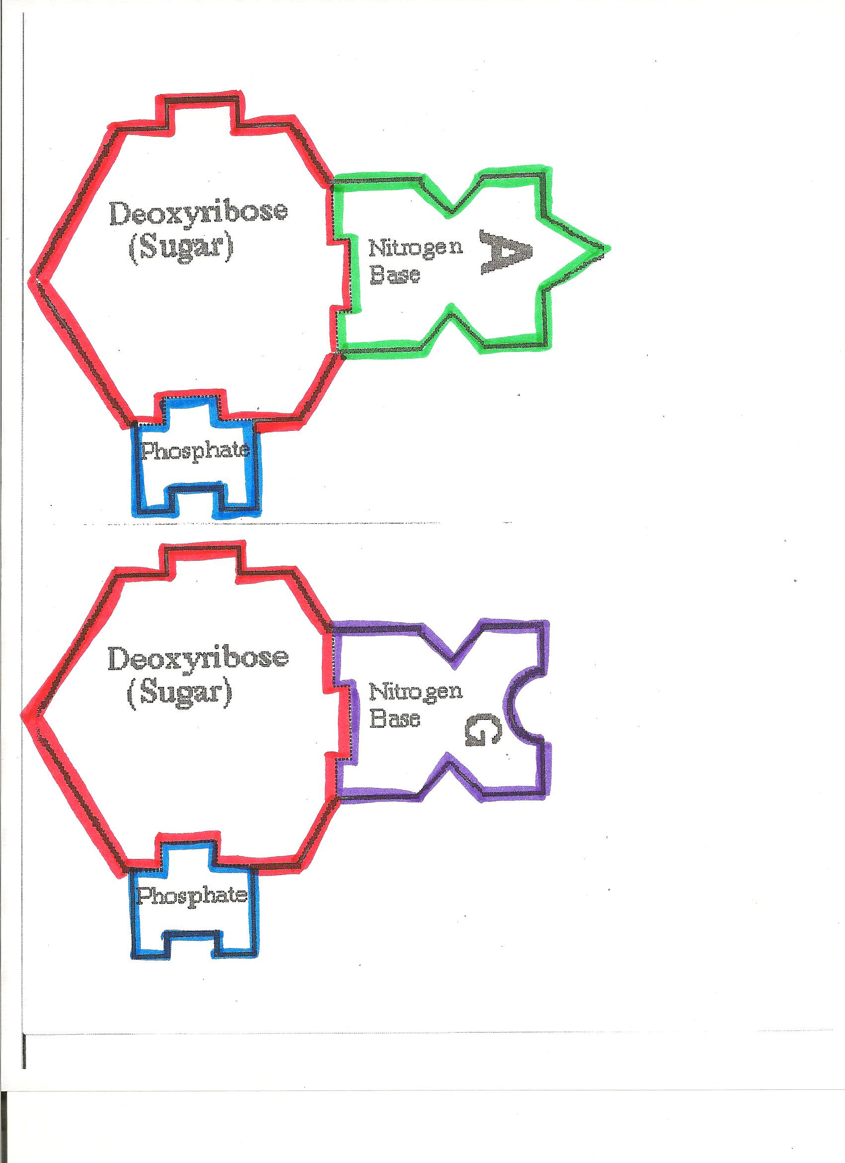 Dna Puzzle Worksheet