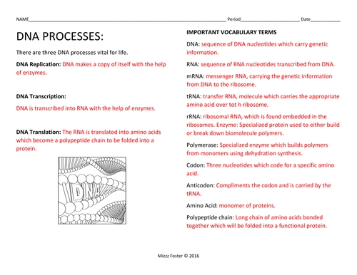Dna Replication Worksheets Answers