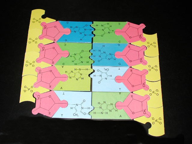 Dna Replication And Protein Synthesis   5 Teaching Dna Replication