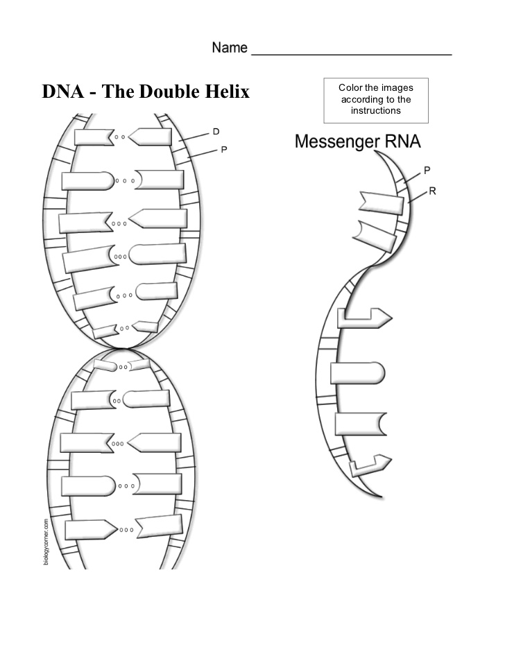 Dna Worksheet Structure Of Dna And Replication 1351186