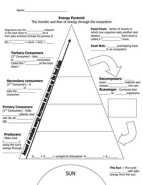 Ecological Pyramid Worksheet Energy Pyramid Worksheets Middle