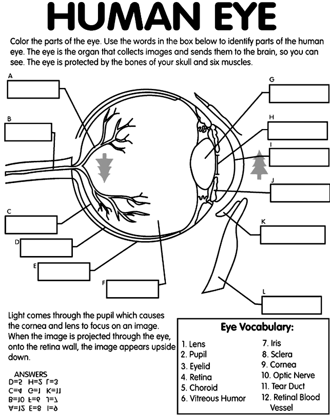 Eye Anatomy Coloring Worksheet Human Skin Anatomy Worksheet Free