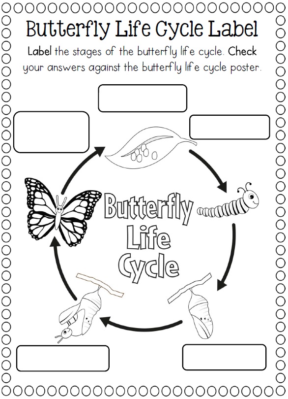 Frog Worksheet Life Cycles Frog Pumpkin Apple Sunflower Plant Ant