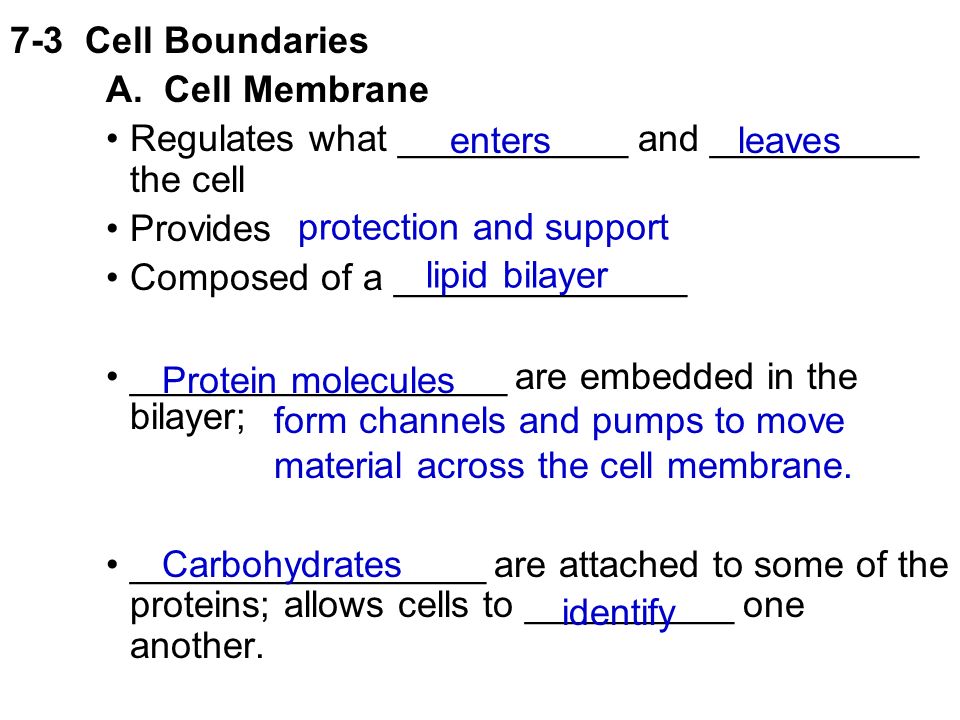 Great Section 7 3 Cell Boundaries Answers 38 In Wow Home Decor
