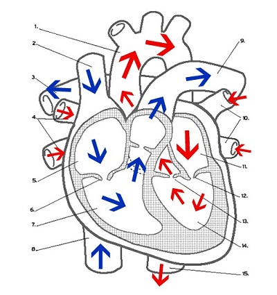 Heart Labeling (key)