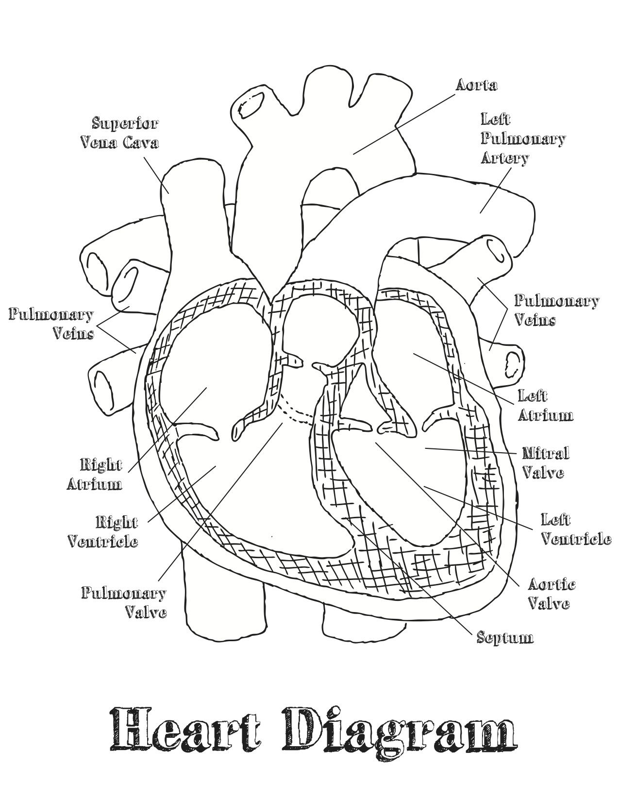Human Heart Labeling Worksheet