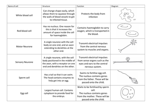 Image Result For Passive And Active Transport Worksheet Answers