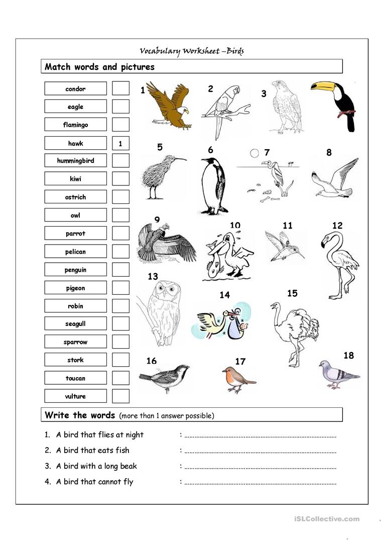 Kindergarten Worksheets On Birds 523466