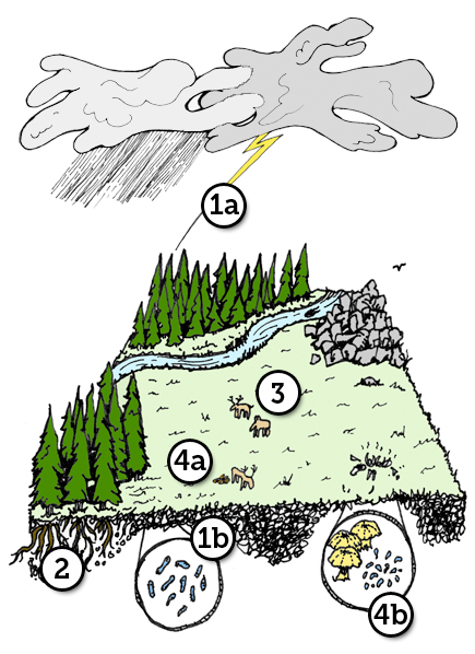 Nitrogen Cycle Diagram For Kids