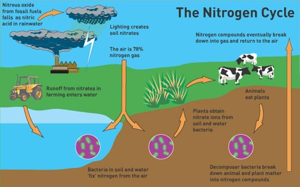 Nitrogen Cycle Worksheet 5th Grade Awesome Cycles In Nature Mrs