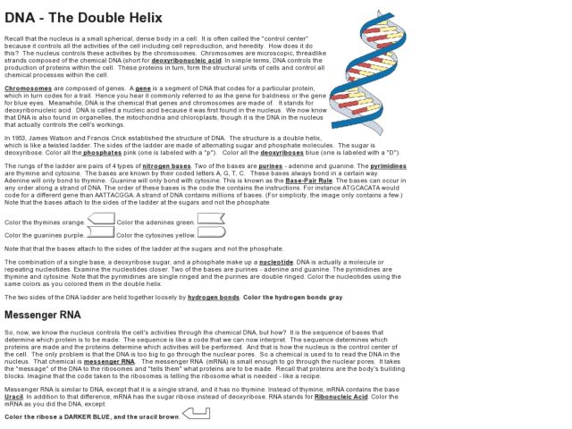 Nucleic Acids Dna The Double Helix Worksheet Answers The Best