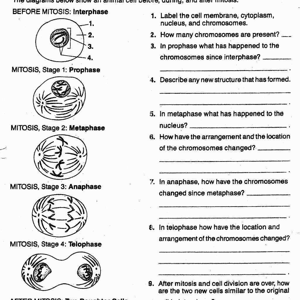 Number Of Chromosomes Worksheet Answers New 10 2 The Process Cell