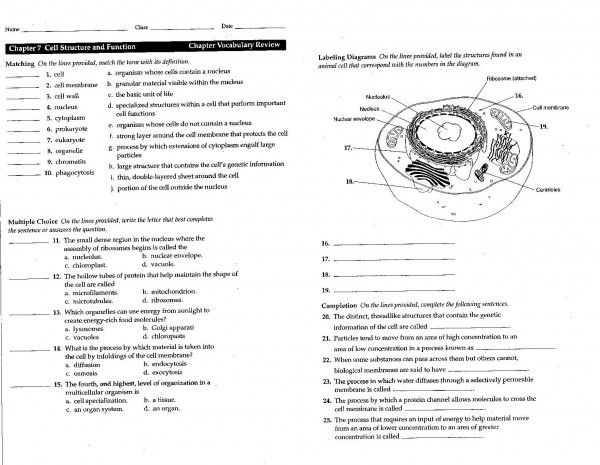 Parts Of A Cell And Their Functions Worksheet The Best Worksheets