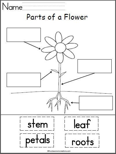 Parts Of A Plant Worksheet Kindergarten