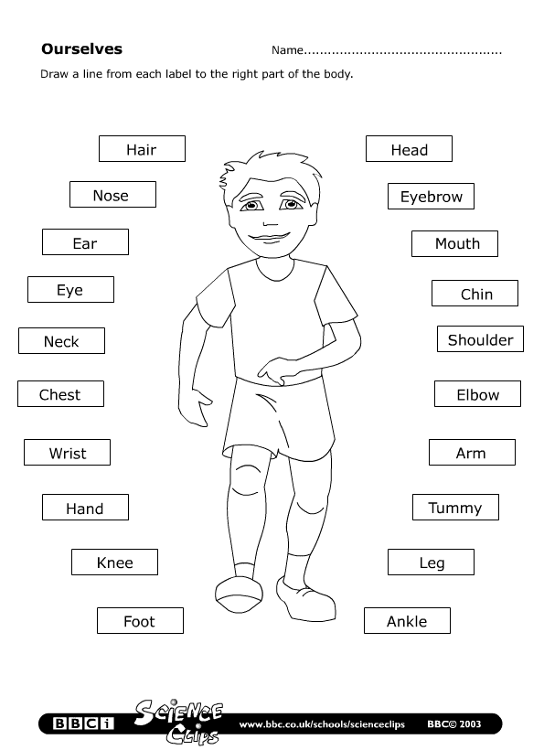Parts Of The Body Worksheets For Kindergarten Pdf 683971
