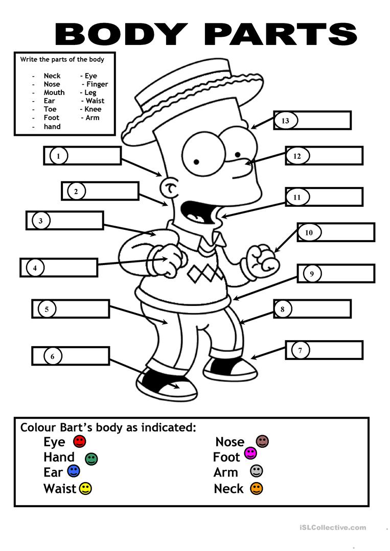 Parts Of The Body Worksheets For Kindergarten Pdf 683998