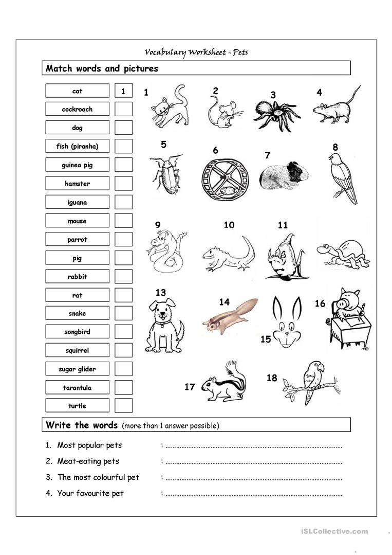 Pets Kindergarten Worksheets 1877