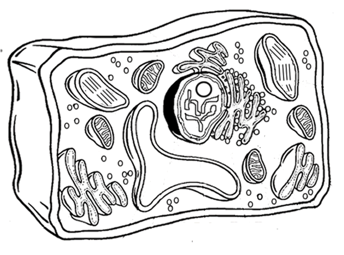 Plant Cell Coloring Sheet  This Is A Great Image To Trace On The