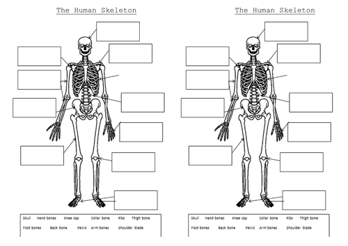 Printable Skeleton Worksheet The And Muscles Powerpoint Worksheets