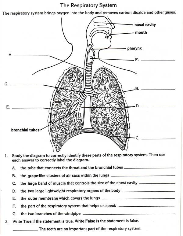 Respiratory System Worksheet Middle School The Best Worksheets