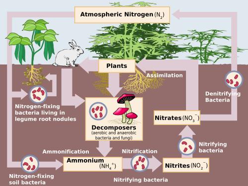 Science For Kids  Nitrogen Cycle