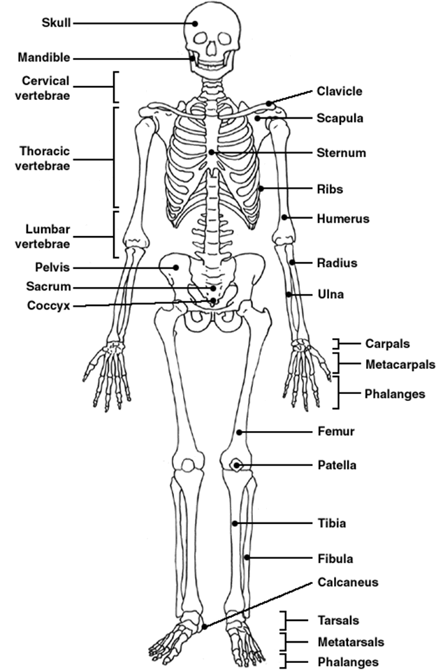 Skeletal System Diagram Worksheet Answers