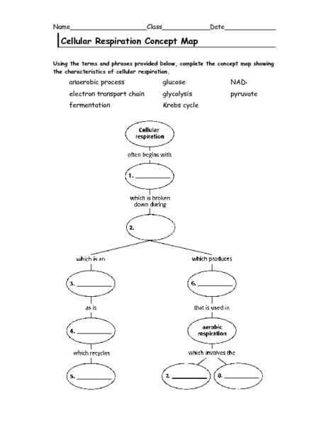 Skills Worksheet Concept Mapping Hypeelite, Cellular Respiration