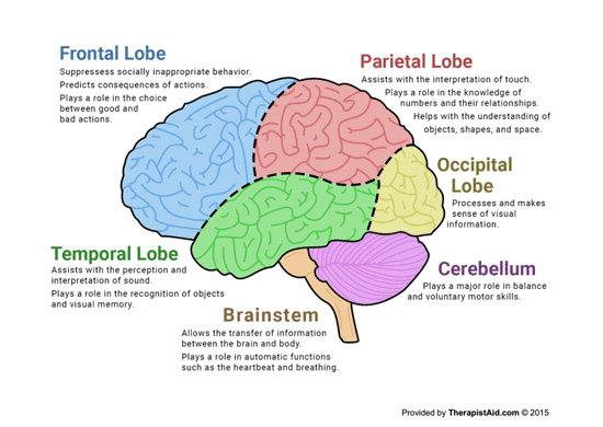 The Human Brain (diagram) (worksheet)