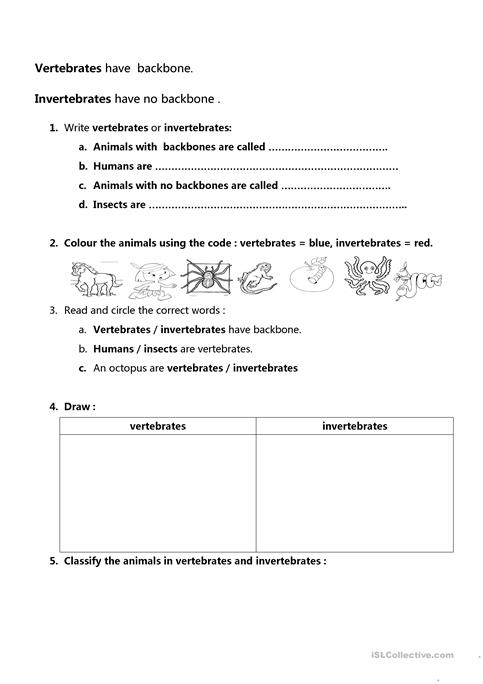 Vertebrates And Invertebrates Worksheet