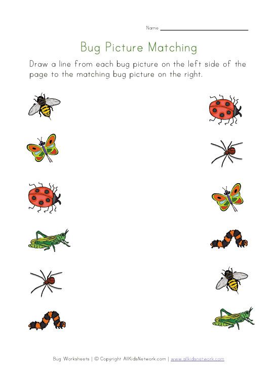 Bugs Picture Matching Worksheet
