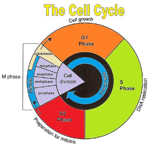28+ Collection Of Cell Cycle Drawing Worksheet