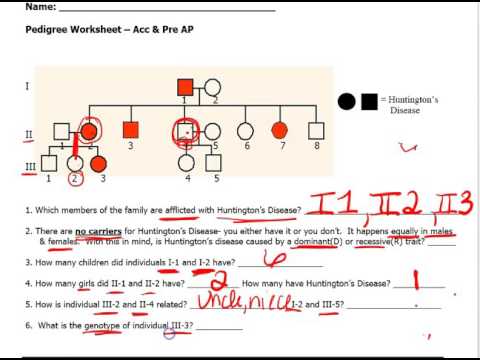 45 Pdf Genetics Pedigree Worksheet