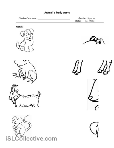 Animal Body Parts Worksheets Kindergarten  830430