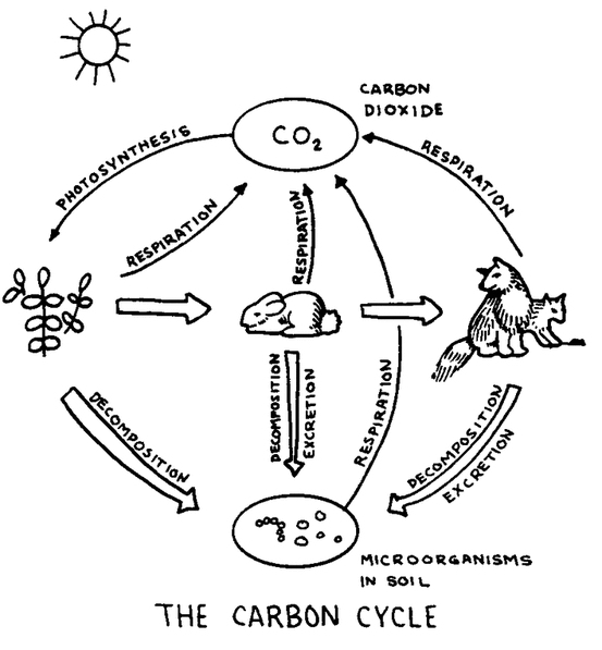 Biogeochemical Cycles Diagram Worksheet