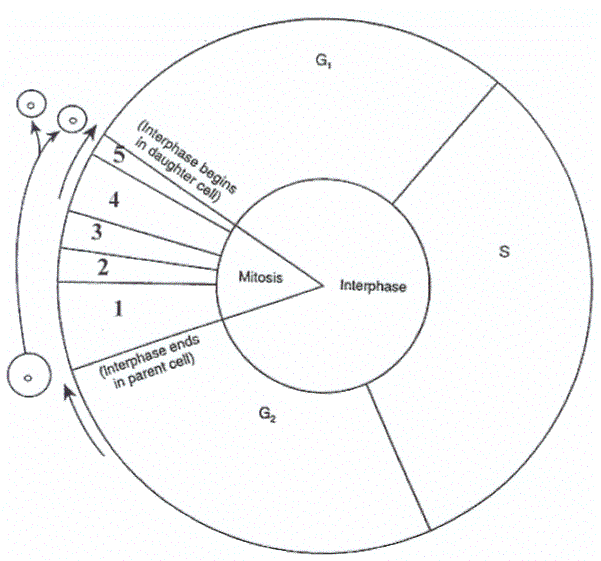 Cell Cycle Diagram Worksheets