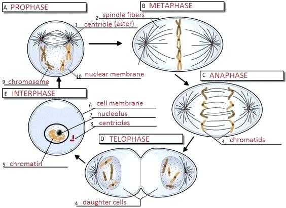 Cell Cycle Drawing Worksheet At Getdrawings Com