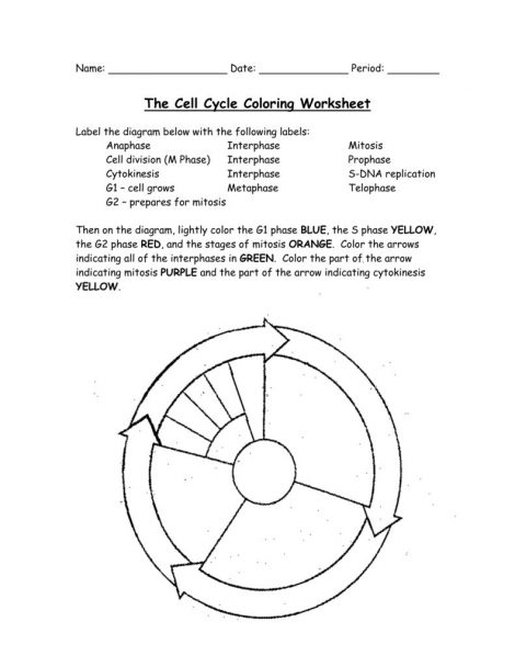 Cell Cycle Worksheets  404867