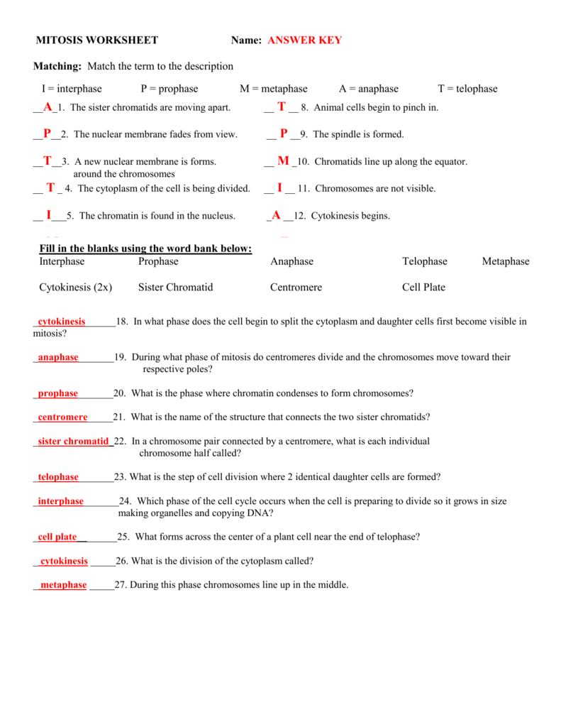 Cell Division Worksheet Matching  824545