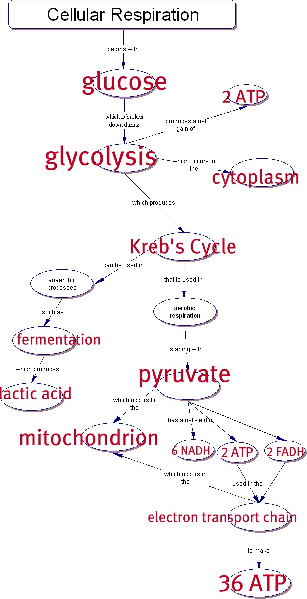 Cell Energy Flow Chart Photosynthesis And Cellular Respiration