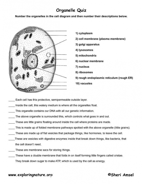Cell Function Worksheet The Best Worksheets Image Collection