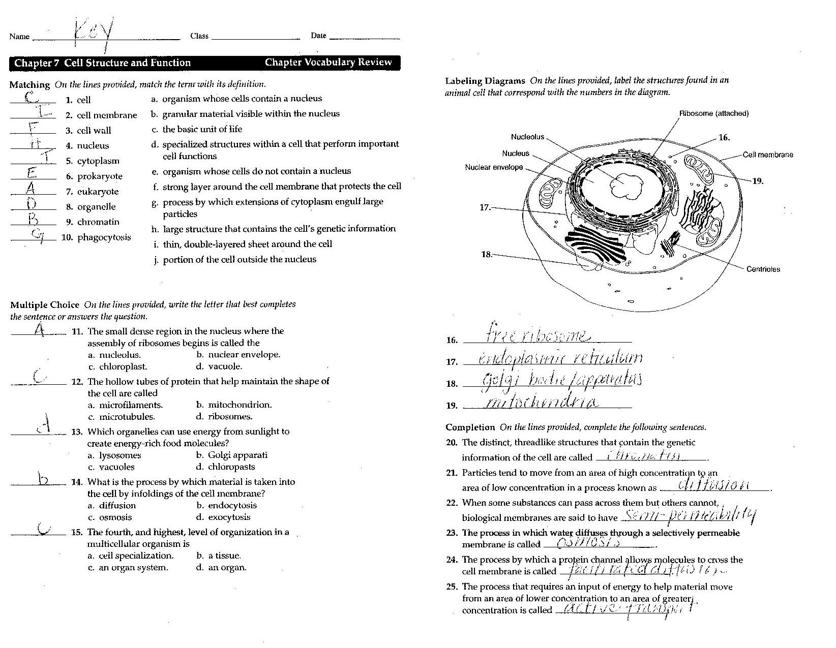 Cell Structure Function, Cells And Their Organelles Worksheet