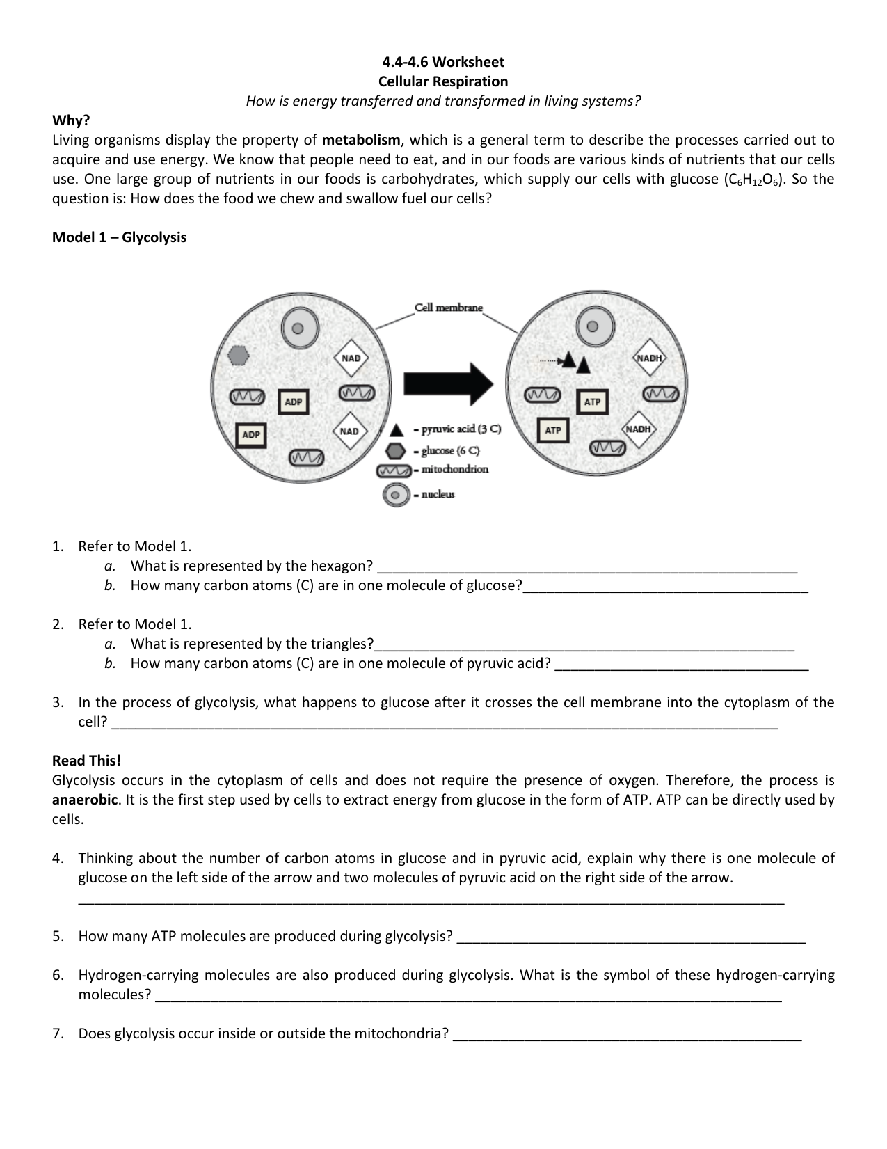 Cellular Respiration Worksheet Key  970172