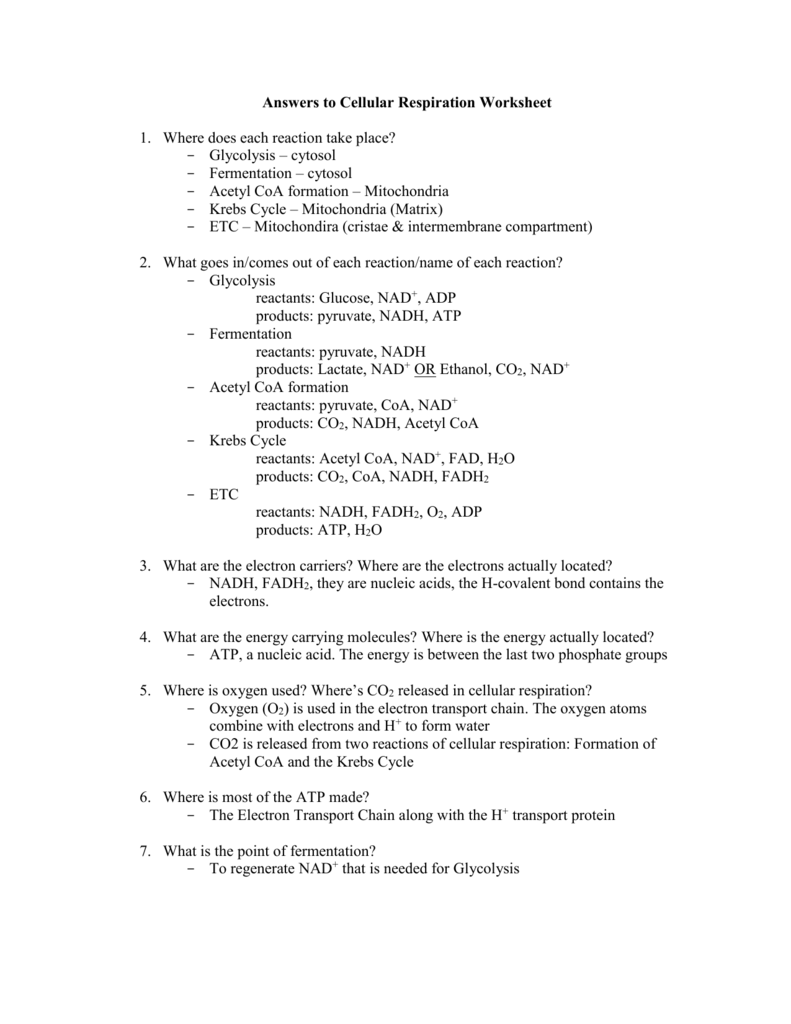 Cellular Respiration Worksheet Key  970172
