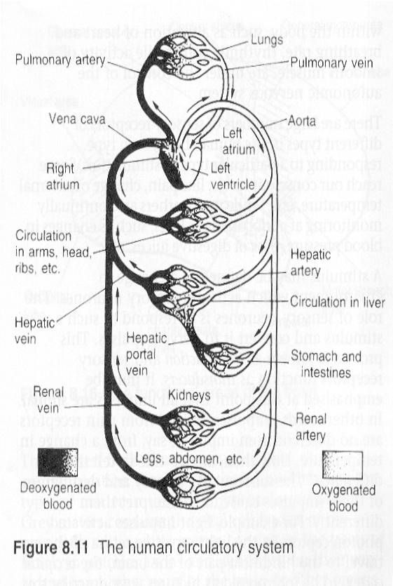 Circulatory System Diagram Worksheet
